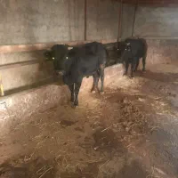 ۱۰ عدد گاو گوساله نر کردی و دورگ