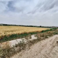 زمین کشاورزی یک هکتار،سنددار|فروش دفتر صنعتی، کشاورزی، تجاری|محمدشهر, محمدشهر|دیوار