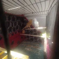 سهره جفتی سهره و قناری تضمینی کت باز صلیبی|پرنده|صباشهر, |دیوار