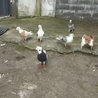 کبوتر|پرنده|گرمه, |دیوار