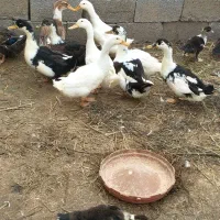 اردک گوشتی