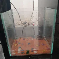 آکواریم و پمپ