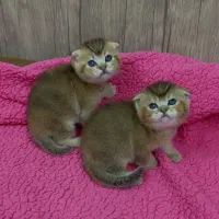 زیباترین گربهها برای شما (بریتیش/اسکاتیش/پرشین)|گربه|اصفهان, جلفا|دیوار