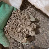 فضولات کبوتر کوهی