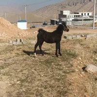 کره اسب نریون