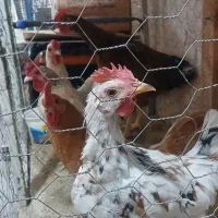 جوجه مرغ و خروس
