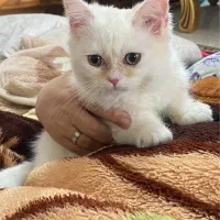 واگذاری و فروش بریتیش سفید اصیل