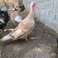 بوقلمون های نر و ماده|حیوانات مزرعه|آبپخش, |دیوار