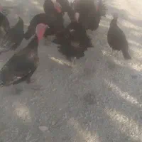 بوقلمون محلی 10 ماهه|حیوانات مزرعه|دیشموک, |دیوار