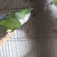 طوطی راهب سبز مولد|پرنده|محمدشهر, محمدشهر|دیوار