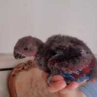 جوجه اکلکتوس ماده سرلاکی