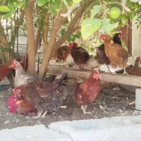 مرغ و خروس محلی