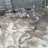 فروش بوقلمون