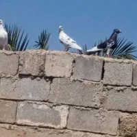 کبوتر موجود است|پرنده|رامشیر, |دیوار