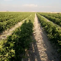 فروش ۱۵ هکتار زمین کشاورزی وگلخانه در بیضا|فروش زمین و ملک کلنگی|بیضا, |دیوار