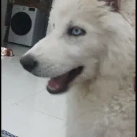 شاه توله نژاد هاسکی و گرگ رنگ گلد جفت چشم آبی
