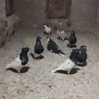 کفتر ماده راست سیاه.کله سیاه. ساده امری|پرنده|مشهد, آبکوه|دیوار