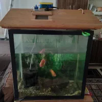 اکواریوم بدون ماهی