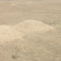 کاه نرم کمبایین ۵۰۰تن فروش یکجا