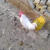 خروس|حیوانات مزرعه|برخوار, |دیوار