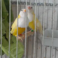 سهره نر بخون.فنچ|پرنده|قم, شهرک فاطمیه|دیوار