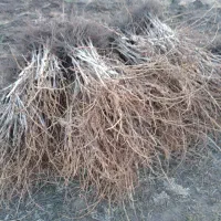 انواع نهال انگور سفید و قرمز وموندراپ مویز