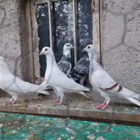 کبوتران پلاکی مسافتی تهرانی