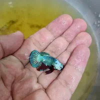 ماهی فایتر پلاکت|ماهی|خرمآباد, |دیوار