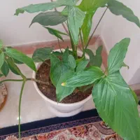 گلهای آپارتمانی