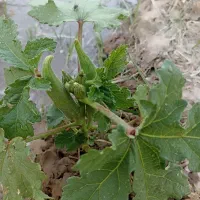 تخم بامیه درجه یک|خدمات باغبانی و درختکاری|زابل, |دیوار