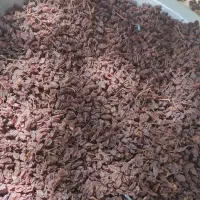 کشمش افتابی