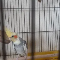 جفت مولد لوتینو و ابلغ|پرنده|شاهینشهر, شهرک گلدیس|دیوار