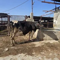 گاوشیری تازه زاییده