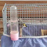 جوجه سهره سیبل زده