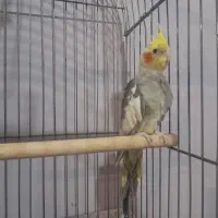 طوطی برزیلی مرغ عشق فنچ عروس هلندی قناری کبوتر|پرنده|محمدشهر, کوی بهار|دیوار