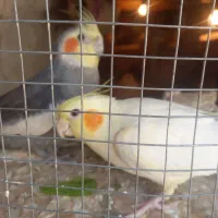 دوجفت عروس هلندی رام|پرنده|مهرستان, |دیوار