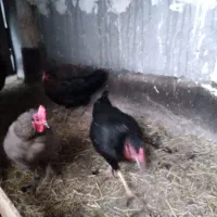 مرغ سیاه خانگی محلی گلین