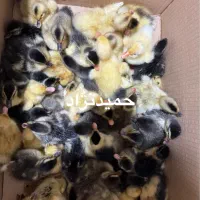 جوجه اردک محلی