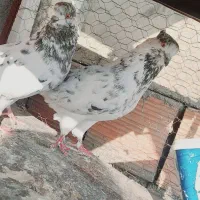 کبوتر|پرنده|فاضل آباد, |دیوار