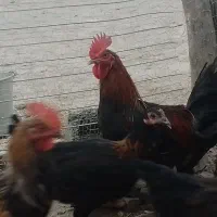 خروس چاق|حیوانات مزرعه|کمیجان, |دیوار