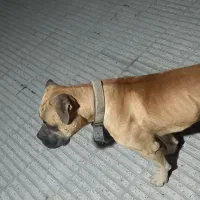 سگ باکسر|سگ|بابل, |دیوار