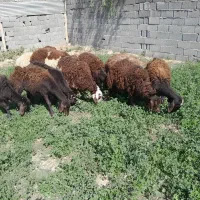 بره ماده افشاری سبک وزن ۱۰ عدد