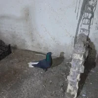 شهری کفتر|حیوانات|آبادان, |دیوار