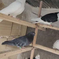 کفتر کبوتر پرشی نسل دار. زحمت کشیده یه جایی