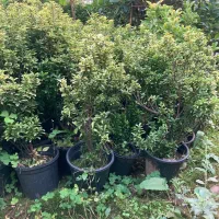 شمشاد سوزنی نعنایی و طلایی|گل و گیاه طبیعی|واجارگاه, |دیوار