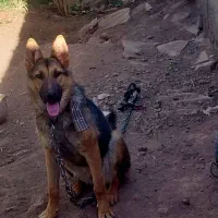 ژرمن ماده قیمت توافقی