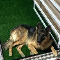 برای جفت گیری فقط یک تولش مال خودم