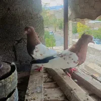 کبوتر سینه تافته ای