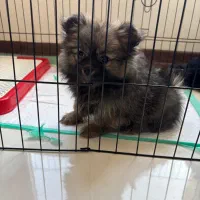 سگ پامرین|سگ|رودهن, |دیوار