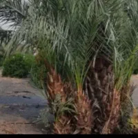 فسیل خرما